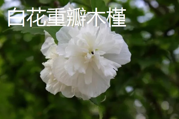 木槿花的花语，寓意生生不息、永恒美丽等