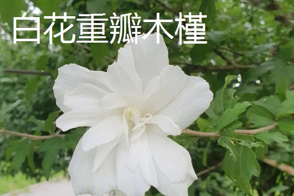 木槿花的花语，寓意生生不息、永恒美丽等