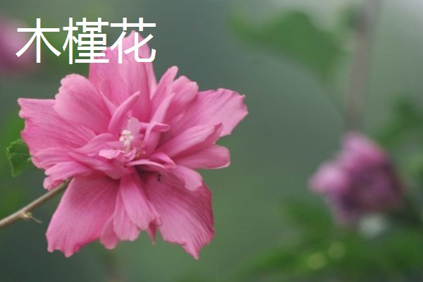 木槿花的花语，寓意生生不息、永恒美丽等