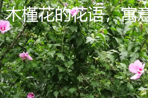 木槿花的花语，寓意生生不息、永恒美丽等