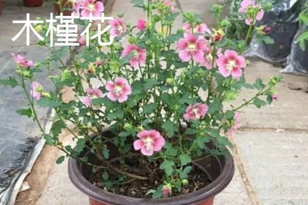 木槿花的花语，寓意生生不息、永恒美丽等