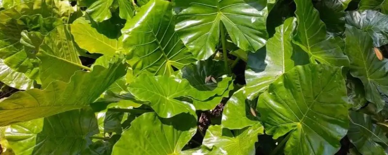 滴水观音和千手观音有什么区别，前者叶片呈椭圆形、后者叶片呈掌状