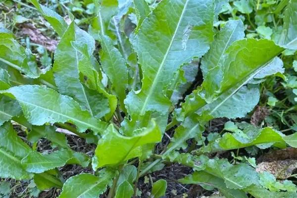 野草的品质,寓意顽强、奉献等