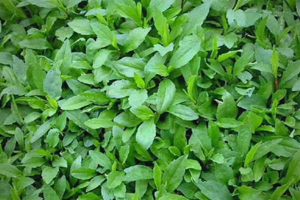 野草的品质,寓意顽强、奉献等