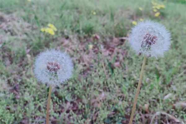 野草的品质,寓意顽强、奉献等