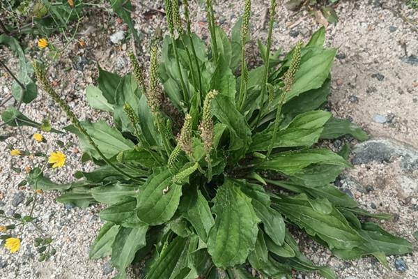 野草的品质,寓意顽强、奉献等