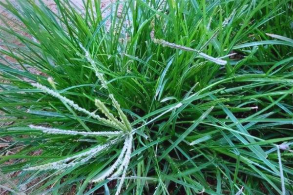 野草的品质,寓意顽强、奉献等