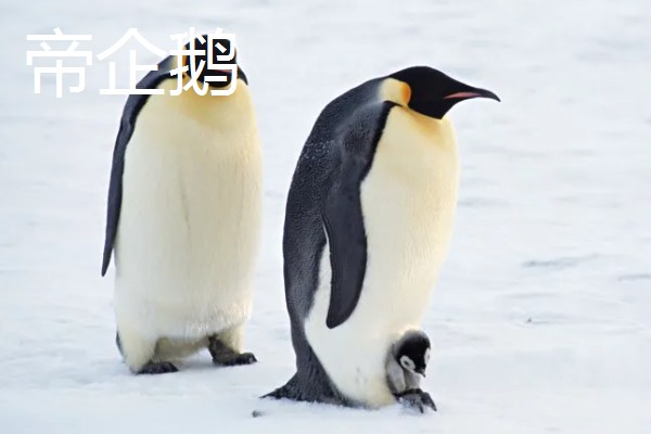 帝企鹅与王企鹅的区别，体型和外形均不同