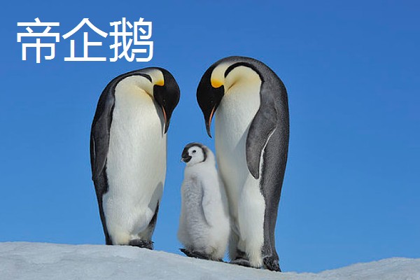 帝企鹅与王企鹅的区别，体型和外形均不同