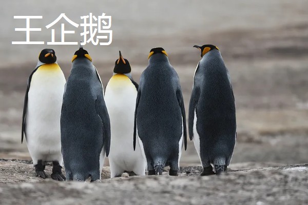 帝企鹅与王企鹅的区别，体型和外形均不同