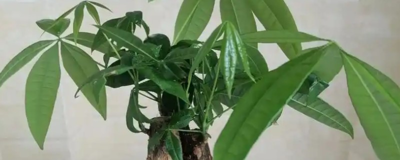 发财树施什么肥，最好还是选择氮肥为好