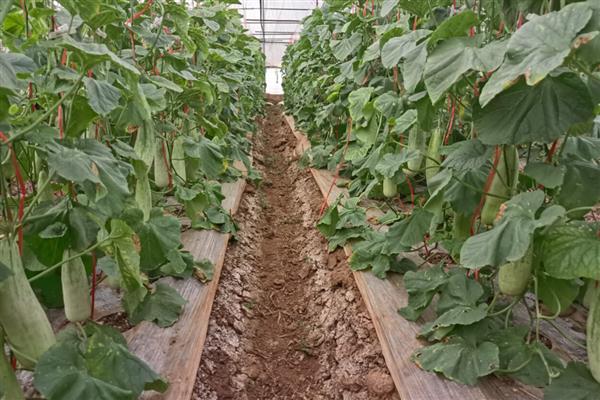 羊角蜜甜瓜的管理技术,在采收前1周左右停止水肥工作