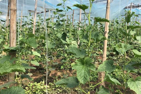 羊角蜜甜瓜的管理技术,在采收前1周左右停止水肥工作