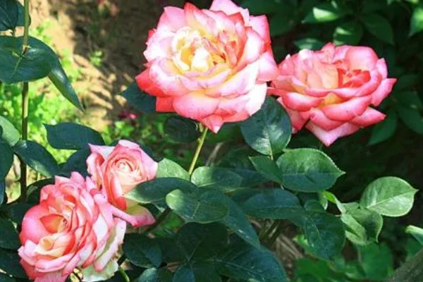 月季花的花期,一般是5-11月份