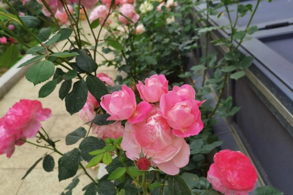 月季花的花期,一般是5-11月份