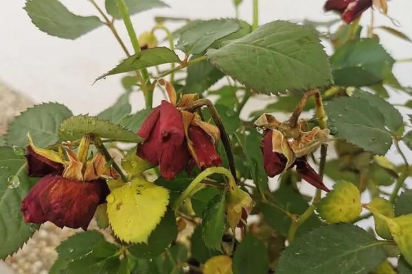 月季花的花期,一般是5-11月份