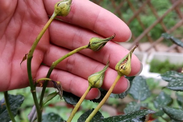 月季花的花期,一般是5-11月份