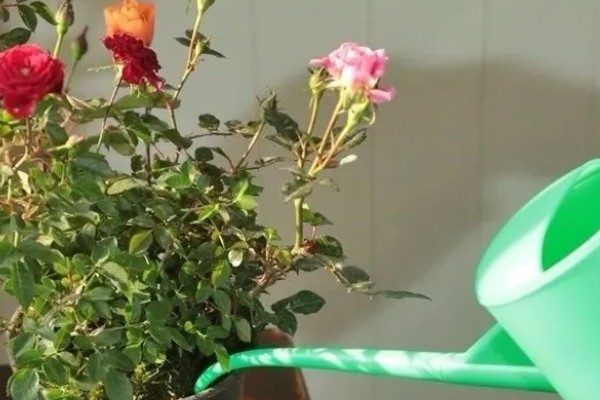 玫瑰花的花期多长,从开放到凋谢只有半个月