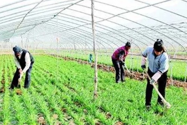 韭菜怎么施肥，长出新叶后亩施7.5-10公斤尿素