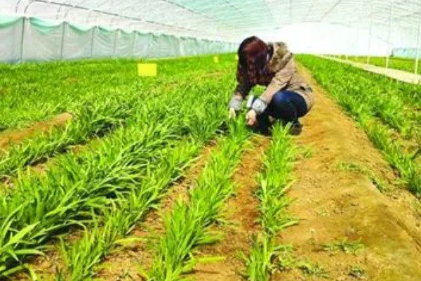 韭菜怎么施肥，长出新叶后亩施7.5-10公斤尿素