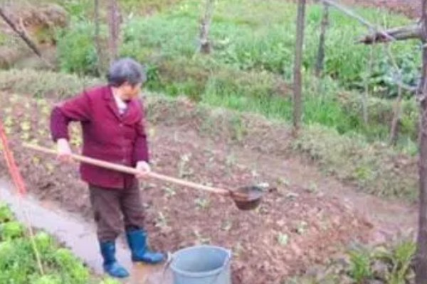 韭菜怎么施肥，长出新叶后亩施7.5-10公斤尿素