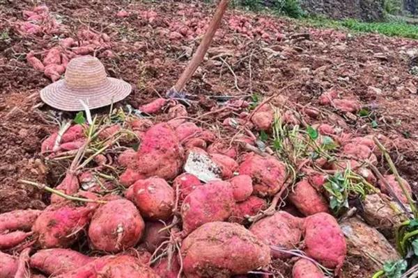 番薯是不是红薯,红薯是番薯的俗称