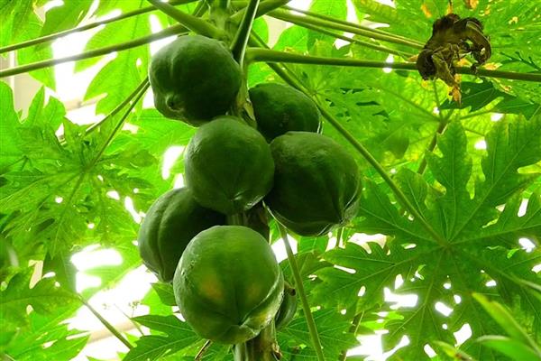 番木瓜可以放几天，成熟度在六成以上能放2-3天