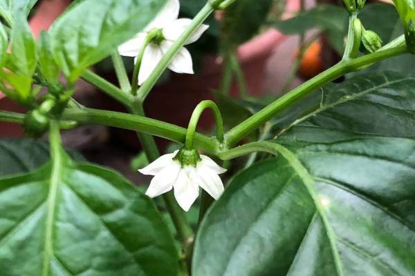 辣椒只开花不结果的原因,可能是授粉不良导致