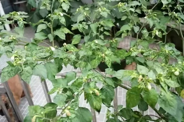 辣椒只开花不结果的原因,可能是授粉不良导致