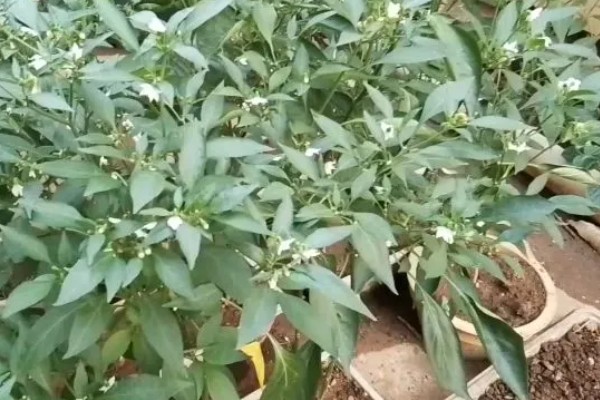 辣椒只开花不结果的原因,可能是授粉不良导致