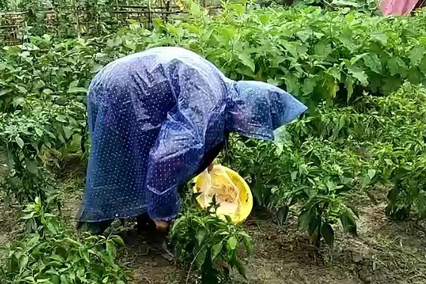 辣椒只开花不结果的原因,可能是授粉不良导致