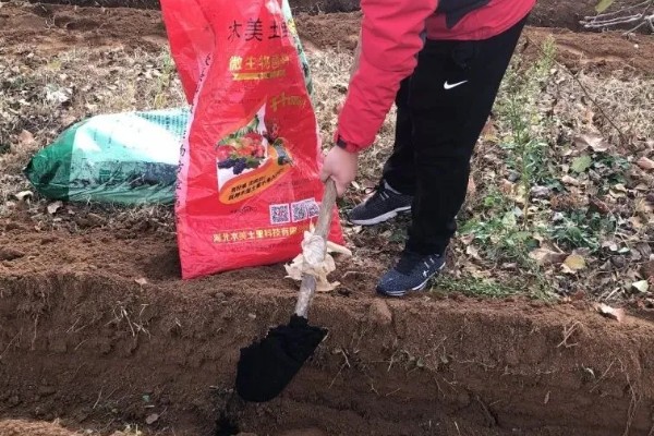 辣椒只开花不结果的原因,可能是授粉不良导致