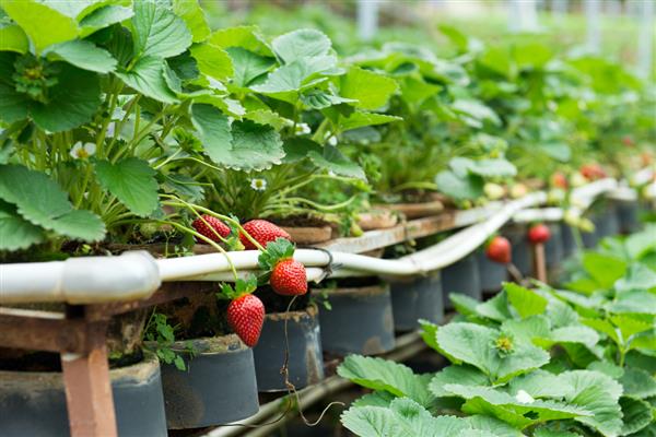 露天种植草莓什么时候移栽，选择在8-9月份进行