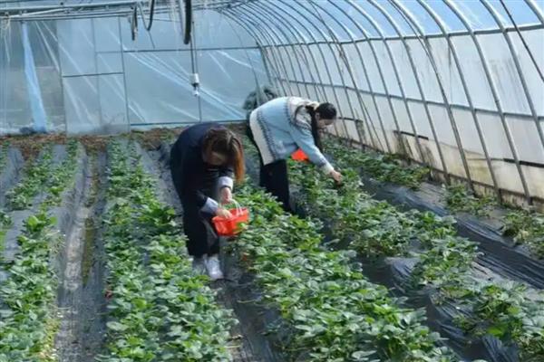露天种植草莓什么时候移栽，选择在8-9月份进行