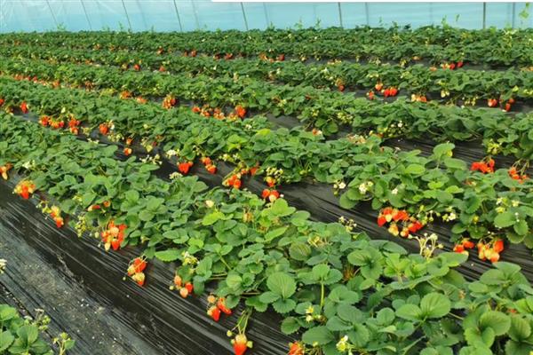 露天种植草莓什么时候移栽，选择在8-9月份进行
