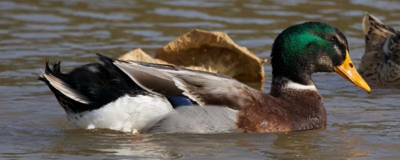 绿头野鸭如何养殖，天网与围网用尼龙网或绳网均可