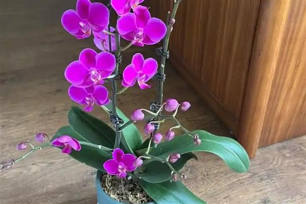 蝴蝶兰能不能养在客厅中,客厅中的散光可以满足生长需求
