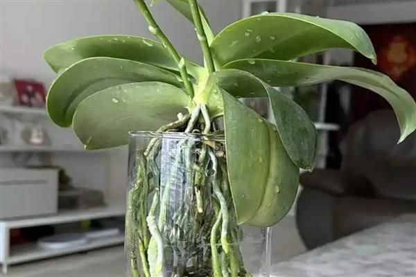 蝴蝶兰是水培好还是种植好,水培和种植都各有好处