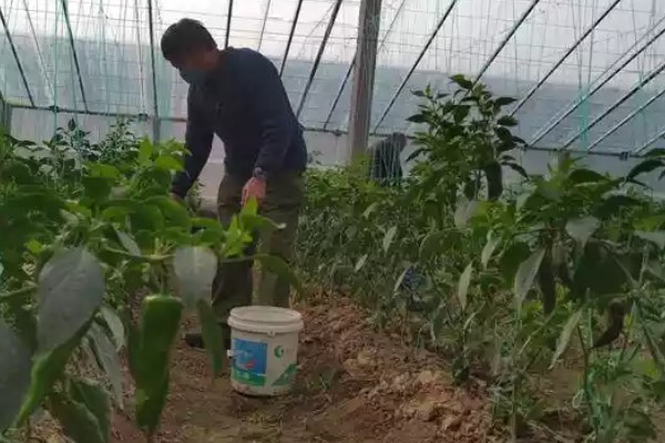 硝态氮肥能不能施蔬菜,不可施