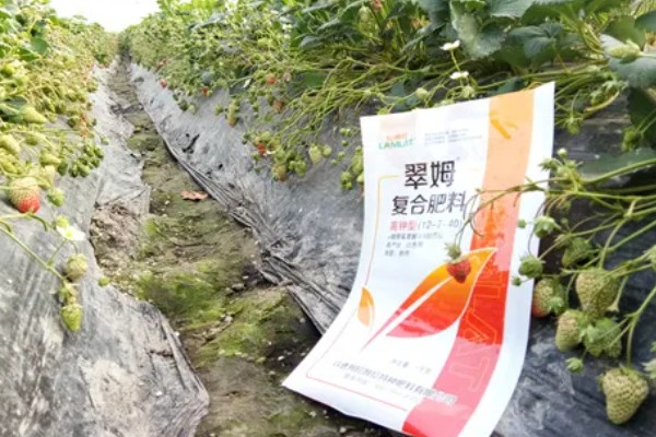 冬季遇变天大棚草莓如何管理,阴雾天气要增加人工辅助光照
