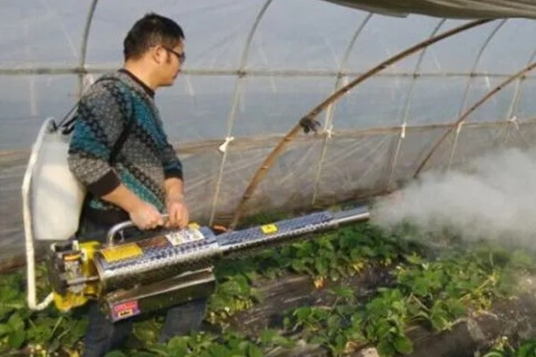 冬季遇变天大棚草莓如何管理,阴雾天气要增加人工辅助光照