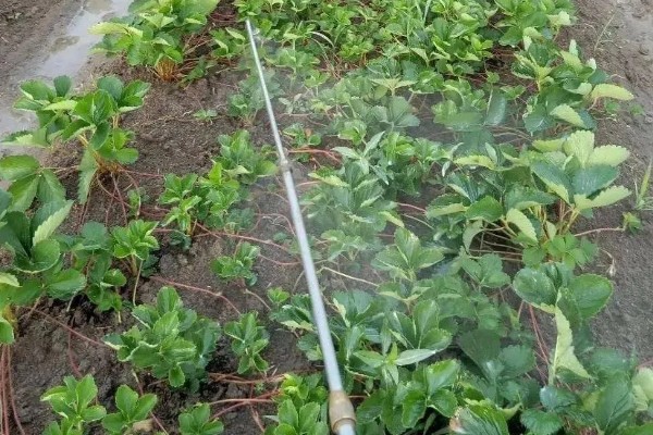 冬季遇变天大棚草莓如何管理,阴雾天气要增加人工辅助光照