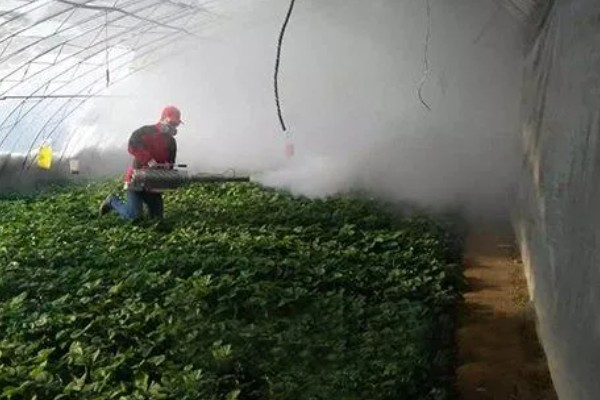 冬季遇变天大棚草莓如何管理,阴雾天气要增加人工辅助光照