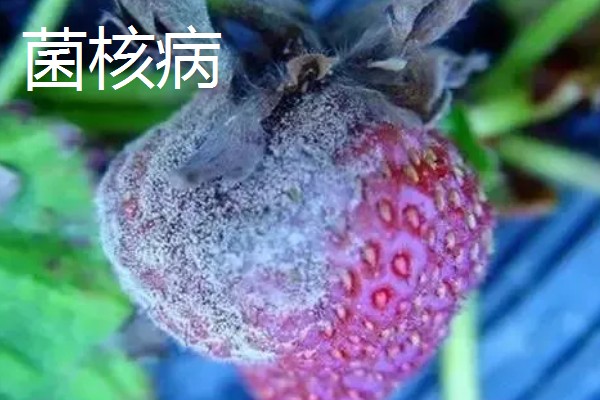 冬季遇变天大棚草莓如何管理,阴雾天气要增加人工辅助光照