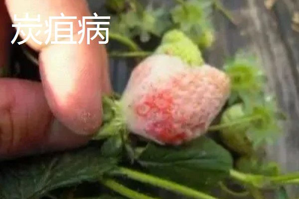 冬季遇变天大棚草莓如何管理,阴雾天气要增加人工辅助光照