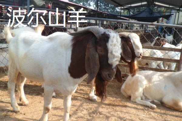 长得又快又大的羊是什么,努比亚山羊是我国生长最快和最大的品种