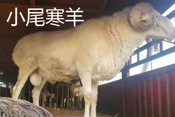 长得又快又大的羊是什么,努比亚山羊是我国生长最快和最大的品种