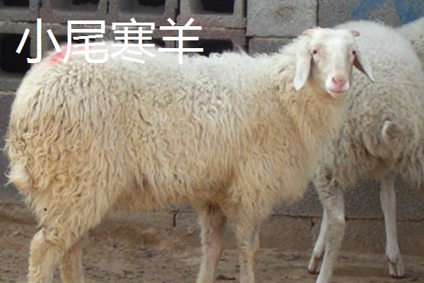 长得又快又大的羊是什么,努比亚山羊是我国生长最快和最大的品种
