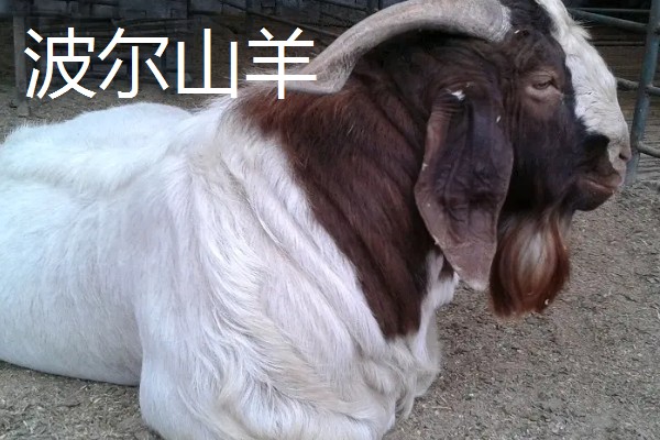 长得又快又大的羊是什么,努比亚山羊是我国生长最快和最大的品种