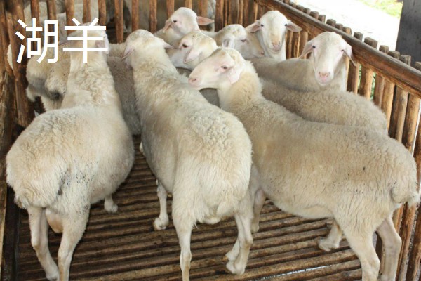 长得又快又大的羊是什么,努比亚山羊是我国生长最快和最大的品种